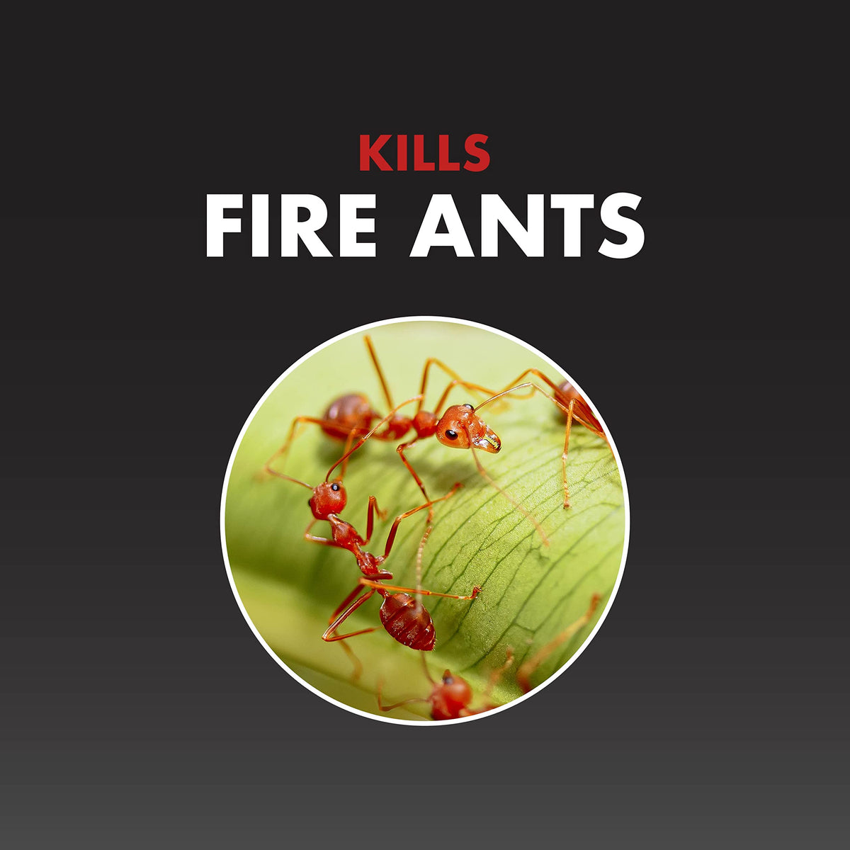 Fire Ant Killer Granules 1.5 Lb Q24994