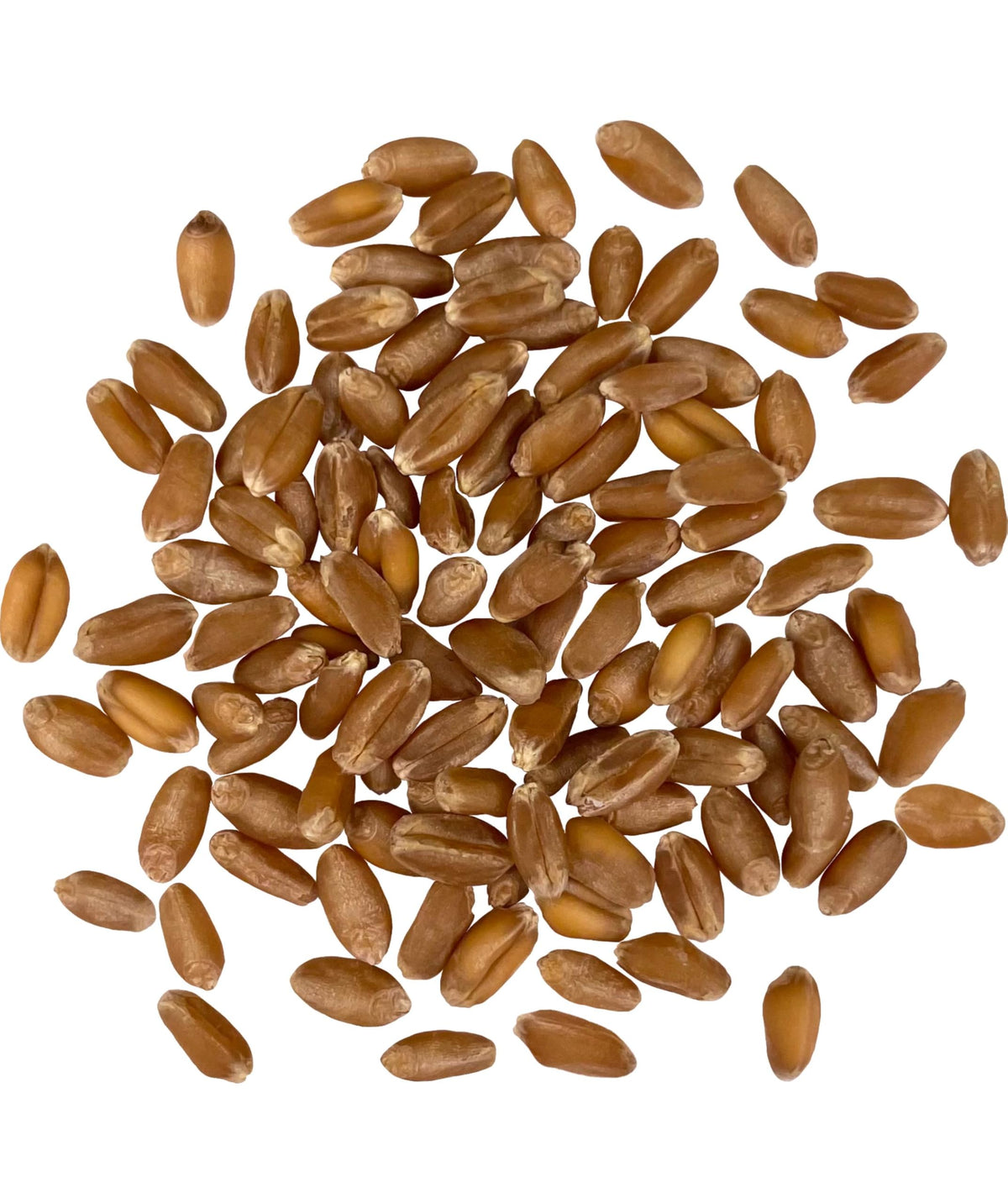 Hard Red Winter Wheat Berries 25 LBS Bucket B1087