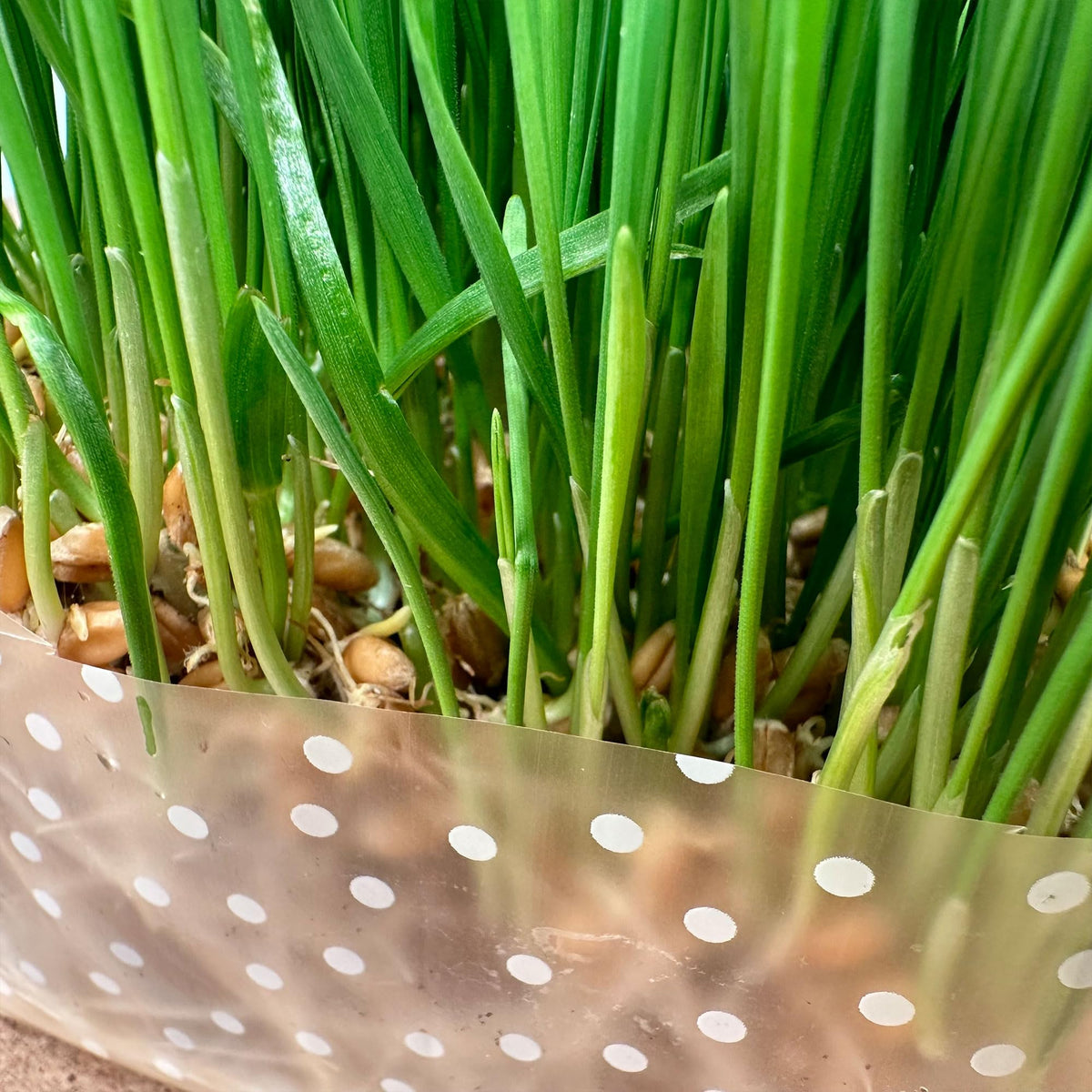 Organic Cat Grass Kit 3 Pack Non GMO Heirloom Seeds G8763