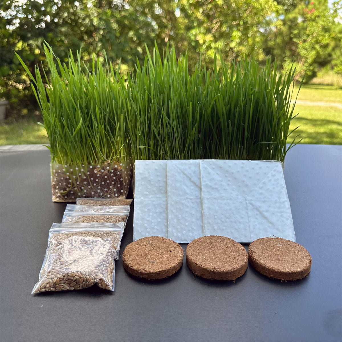 Organic Cat Grass Kit 3 Pack Non GMO Heirloom Seeds G8763